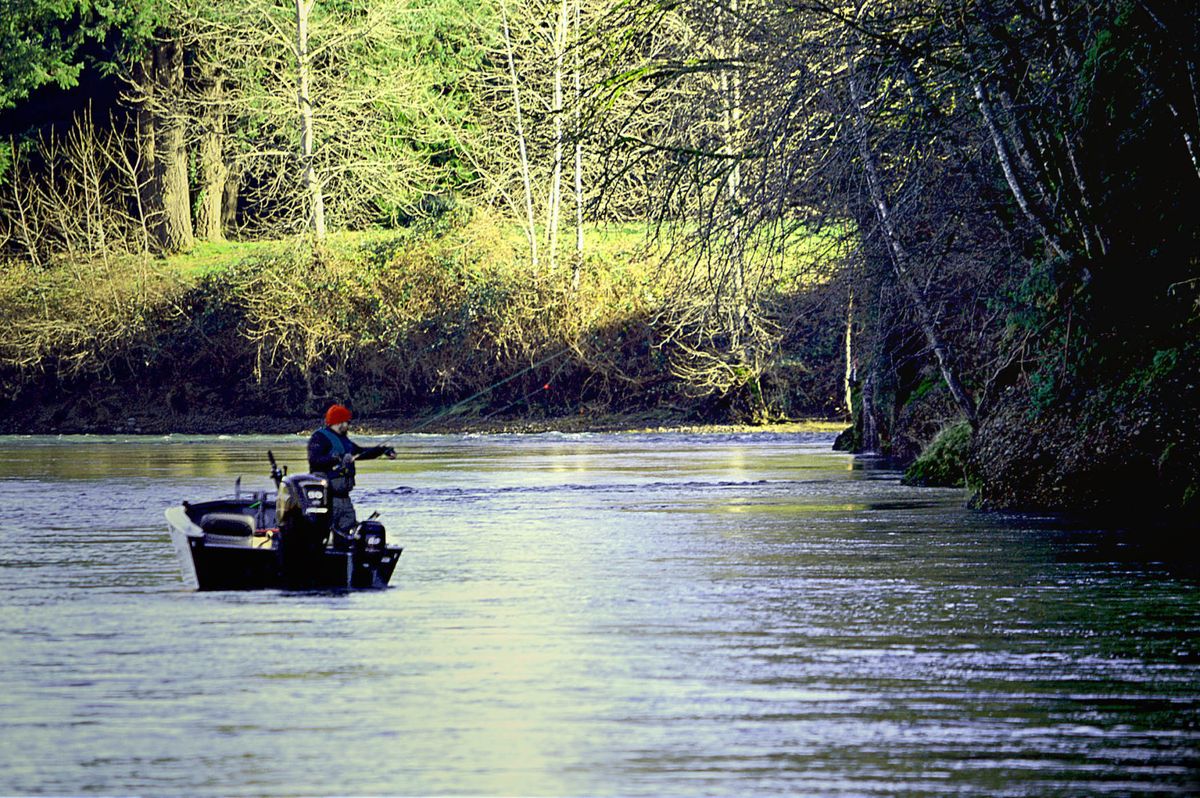 New regulations for winter steelhead angling in Rogue, South Coast areas