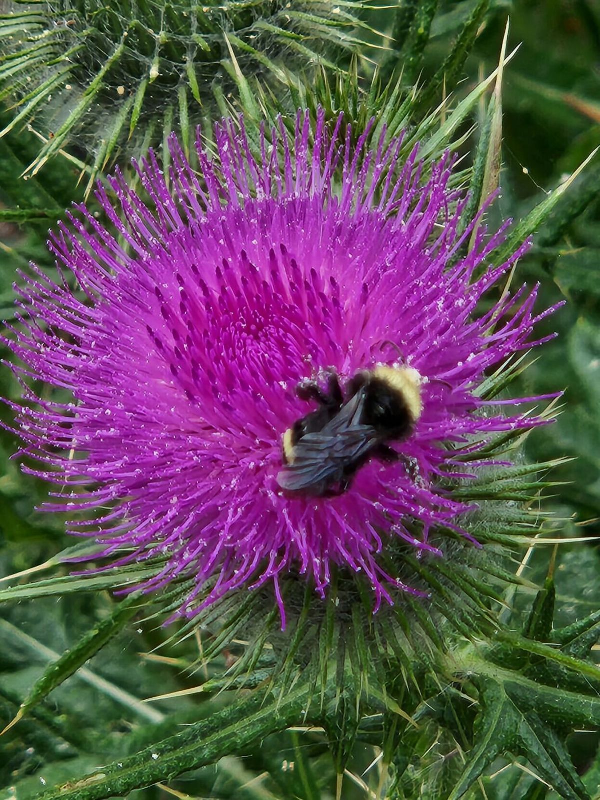 Plan your garden to attract bees