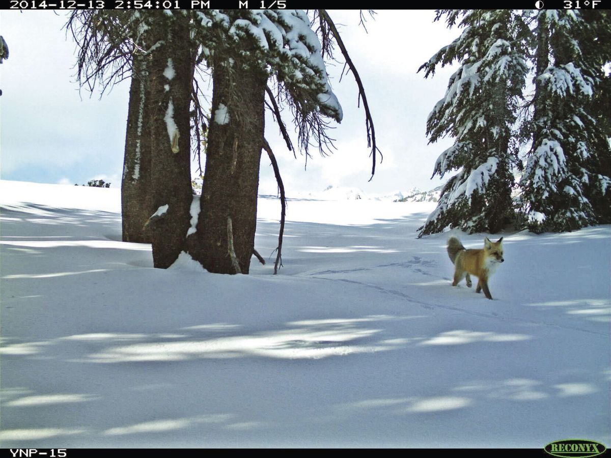 Oregon State study provides foundation for protecting rare fox in Cascades, Sierra Nevada
