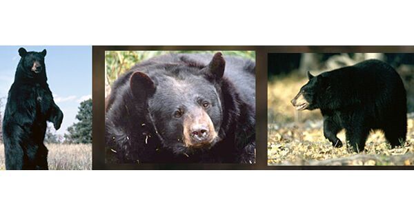 Bear Attack: Officials urge awareness after woman, dog attacked in Medford