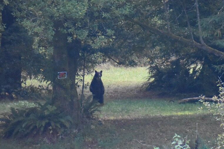 New Details / Washing dishes - Watching bears