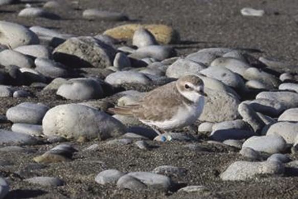 Beach walkers wanted for Coastal Observation and Seabird Survey Team (COASST)
