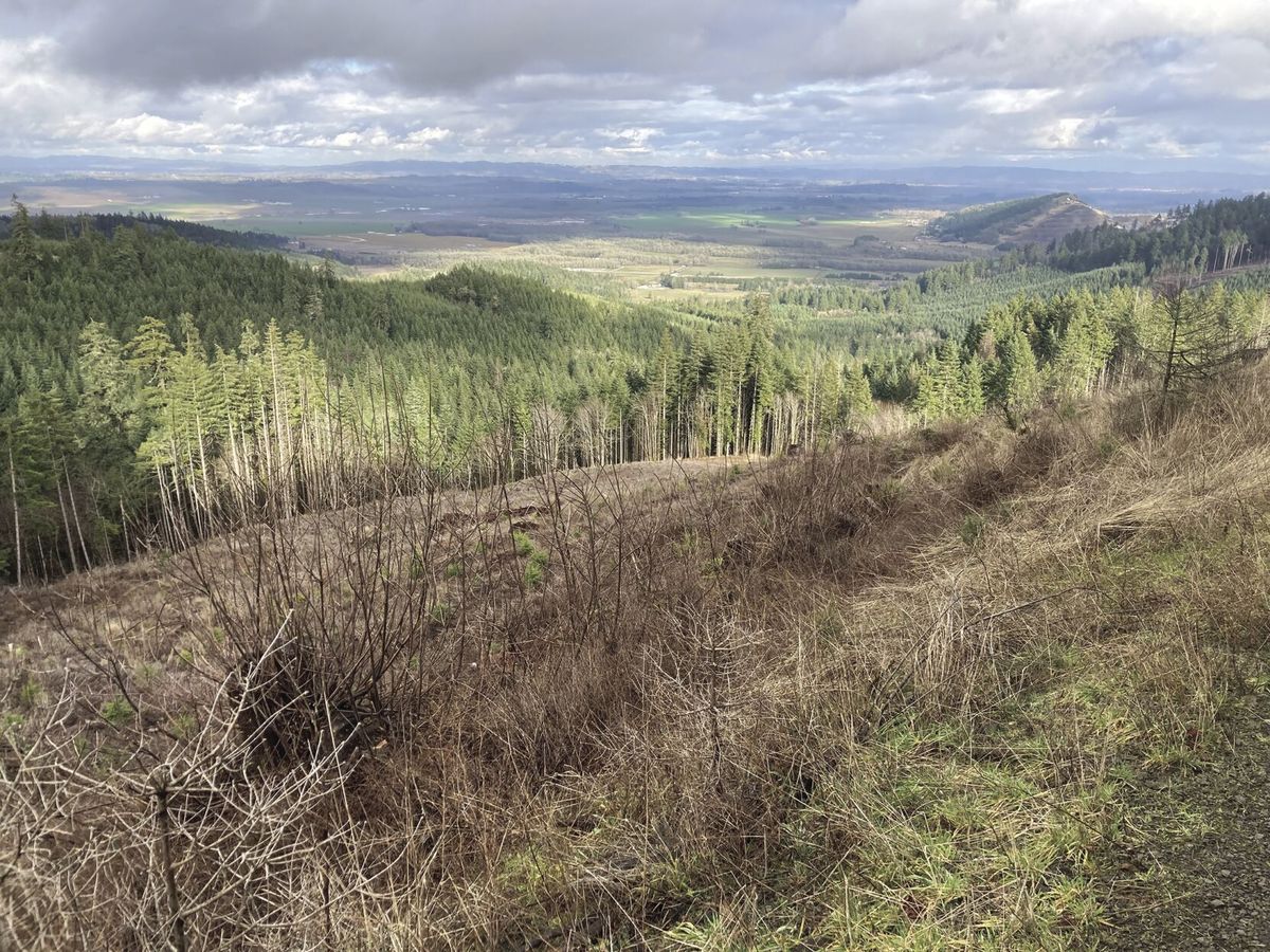 Forest modeling shows which harvest rotations lead to maximum carbon sequestration