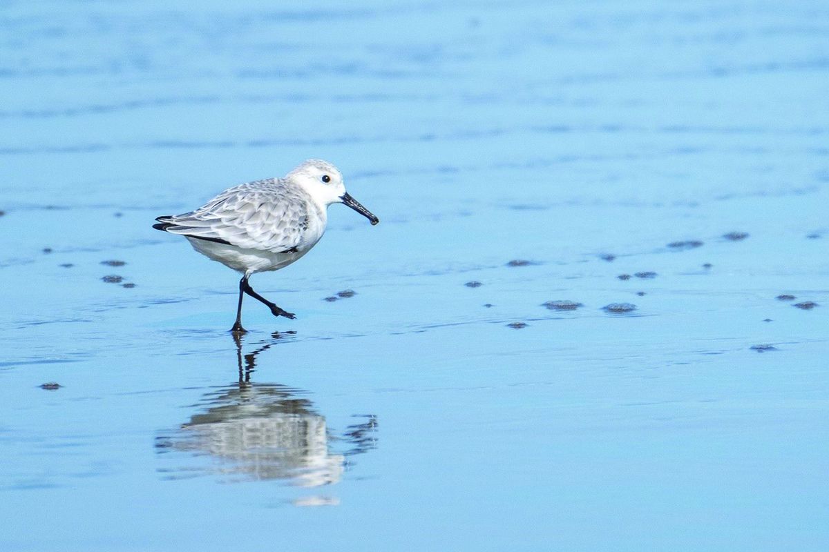 Sharing the beach with Western Snowy Plovers