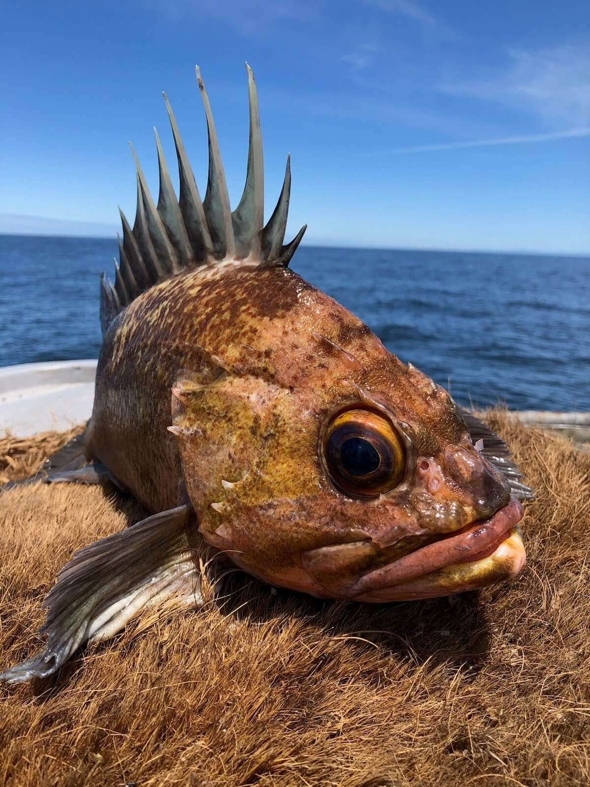 Data is Imperative to Retain Fishing in Del Norte