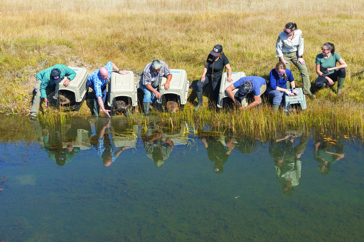 CDFW releases beavers into the wild for first time in nearly 75 years