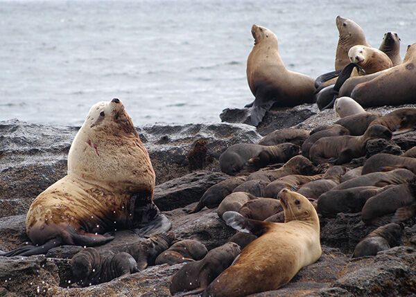 Grant Research: Proactive solutions to marine mammal disease threats