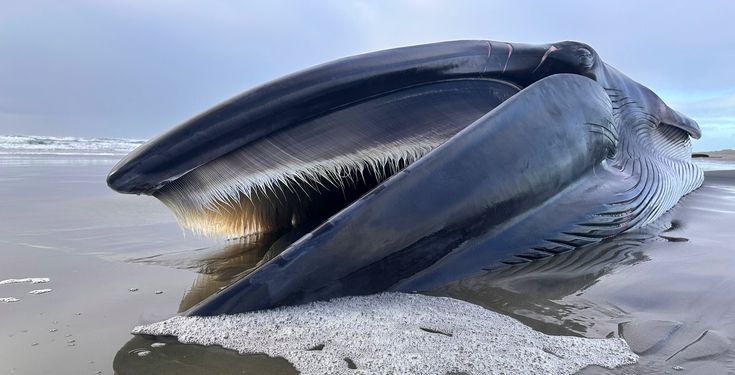 Fin whale washes ashore at Sunset Beach