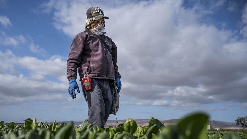 Oregon report details dehumanizing experience of farmworkers during COVID pandemic