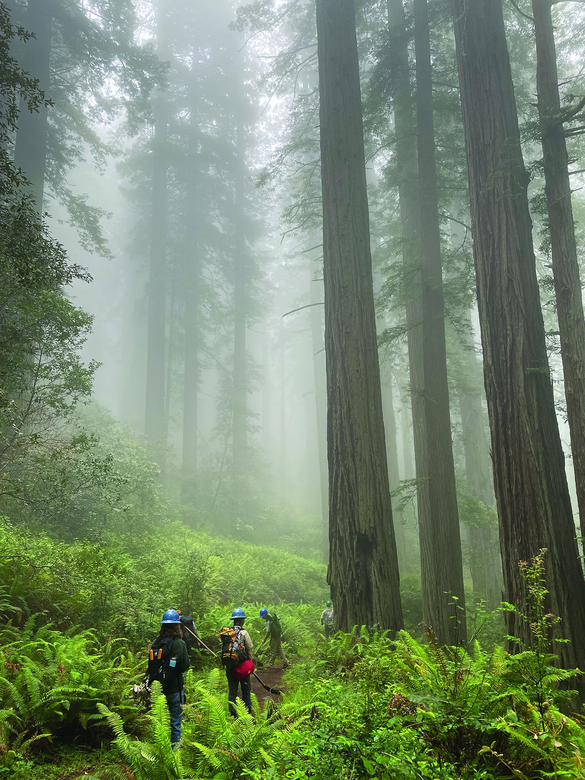 Redwood National and State Parks update reservation, permit system