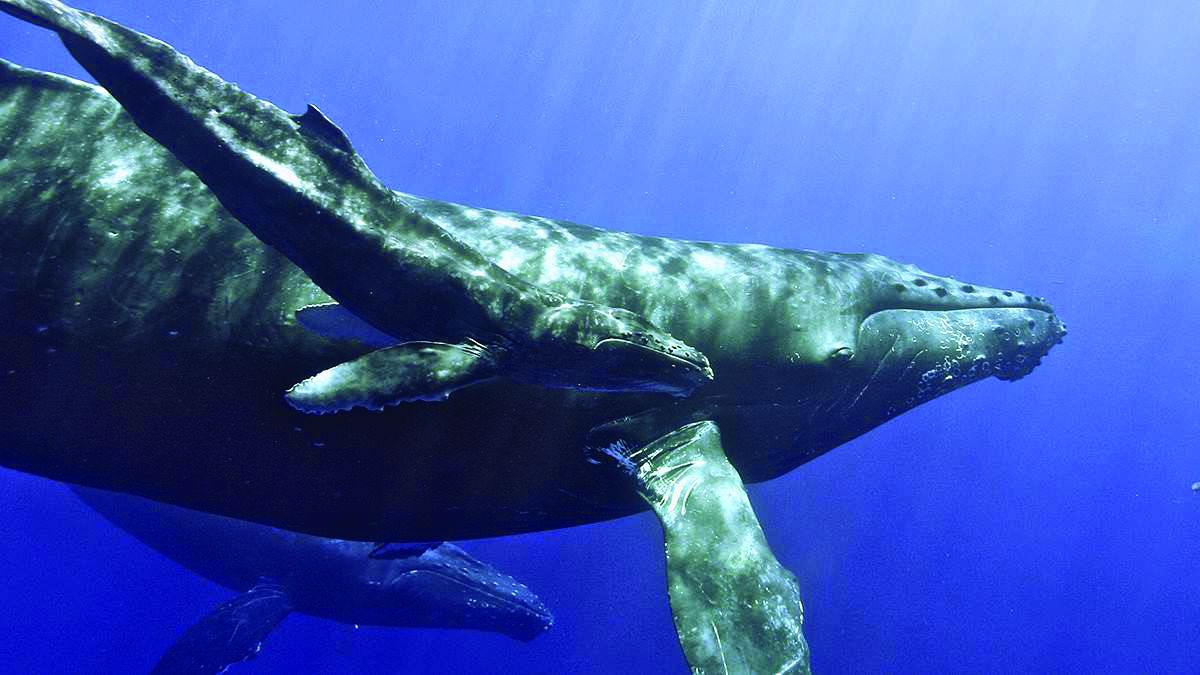 Lawsuit Aims to Protect Pacific Humpbacks From Deadly Fishing Gear