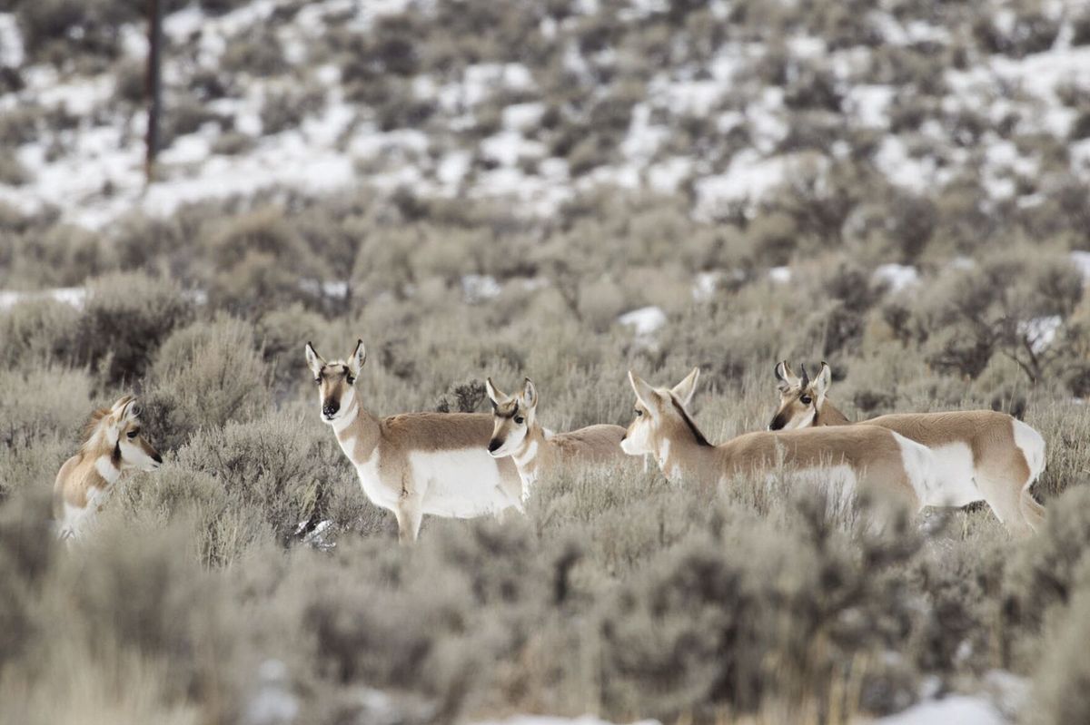 Writers on the Range: Outrage in Wyoming erupts over public land auction