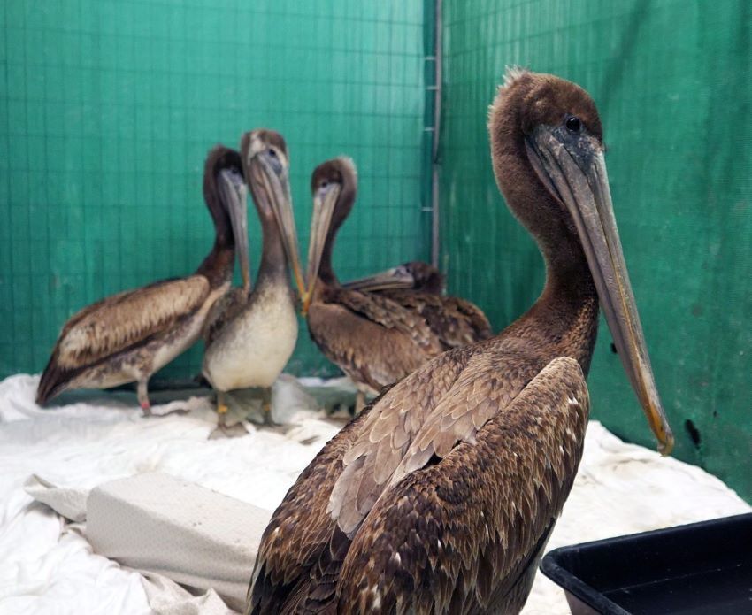 High number of California brown pelicans show signs of sickness