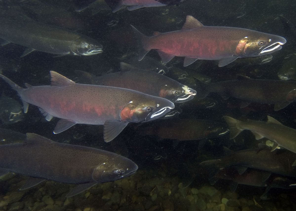 Pacific Council releases alternatives for 2024 West Coast Ocean Salmon Fisheries