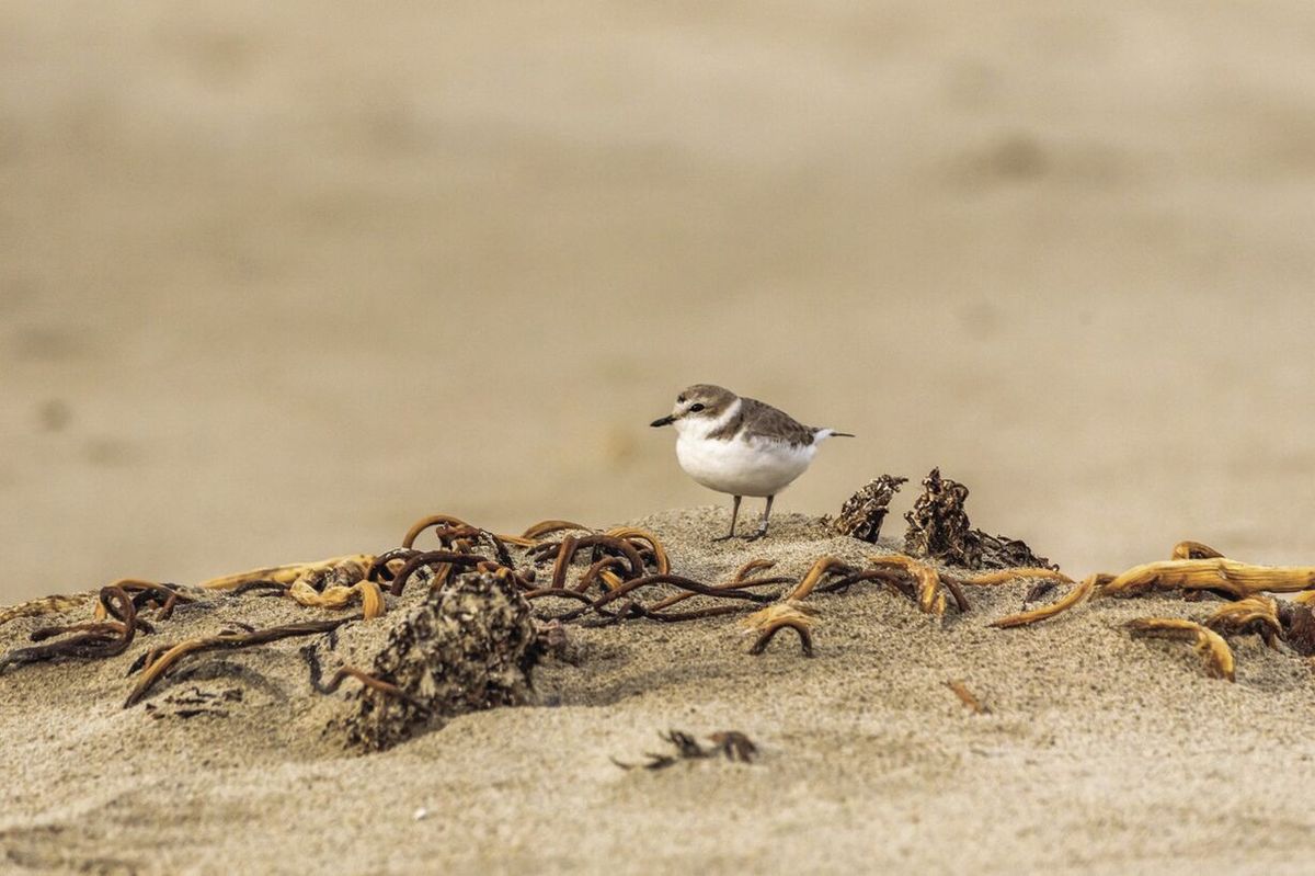 Bandon biologists dedicate themselves to snowy plover recovery