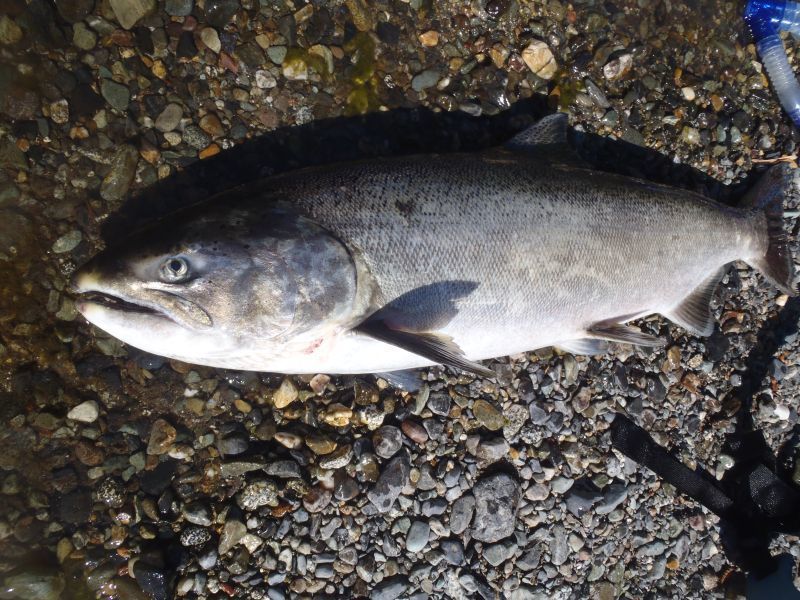 Klamath River chinook forecast lower than 2019 outlook