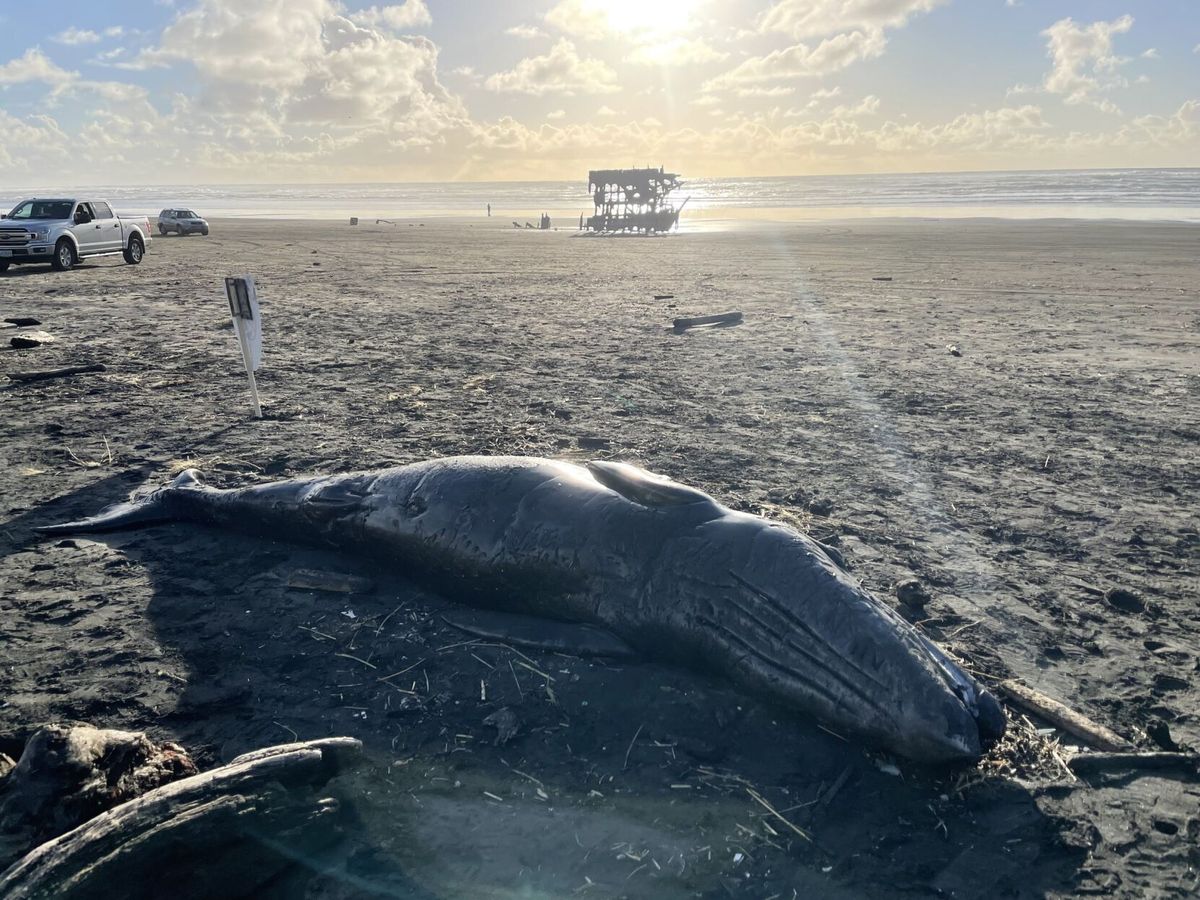Washed Ashore: 2nd dead whale found near Astoria