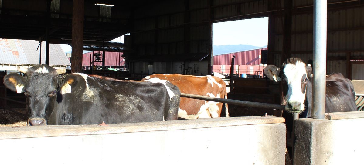 Crescent City dairy farm changes the industry