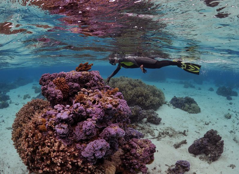 Reef Survival: New OSU report defines threat
