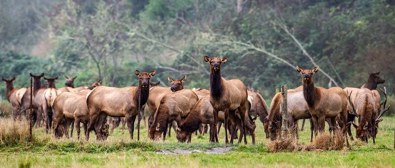 CDFW to host in-person Public Meetings to Discuss North Coast Elk Management