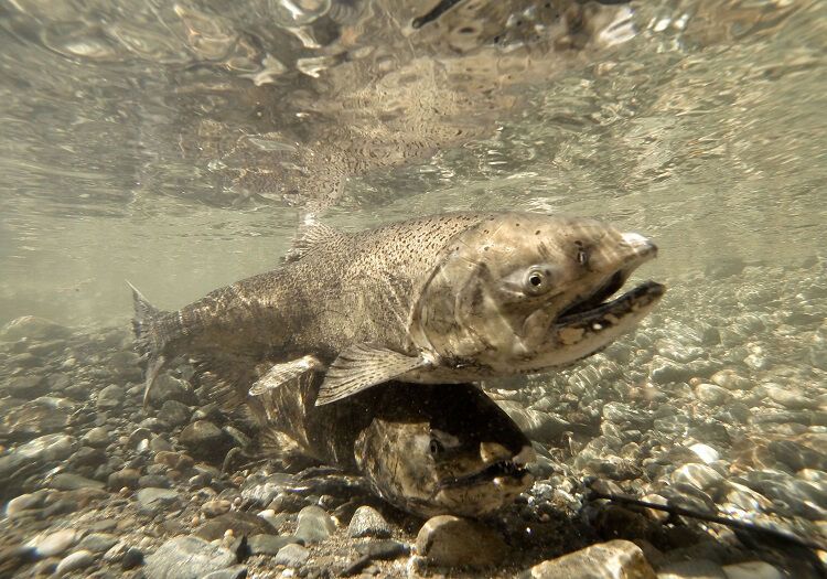 Fishery Scientists announce poor 2023 Outlook for California’s Ocean Salmon Stocks