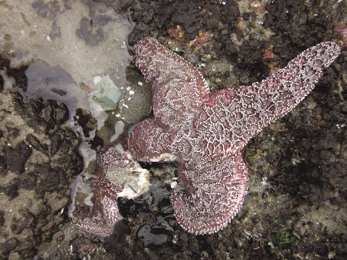 Proactive responses are most effective for fighting marine disease, research shows