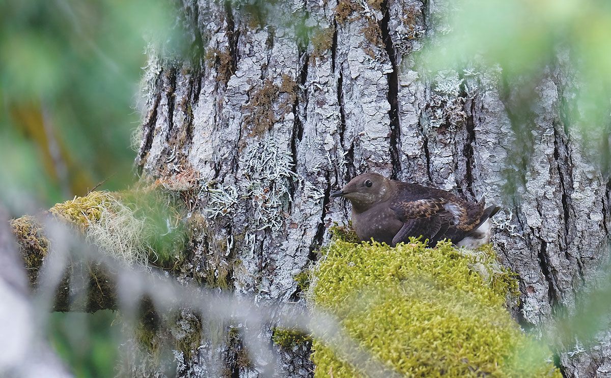 Artificial intelligence enhances monitoring of threatened marbled murrelet