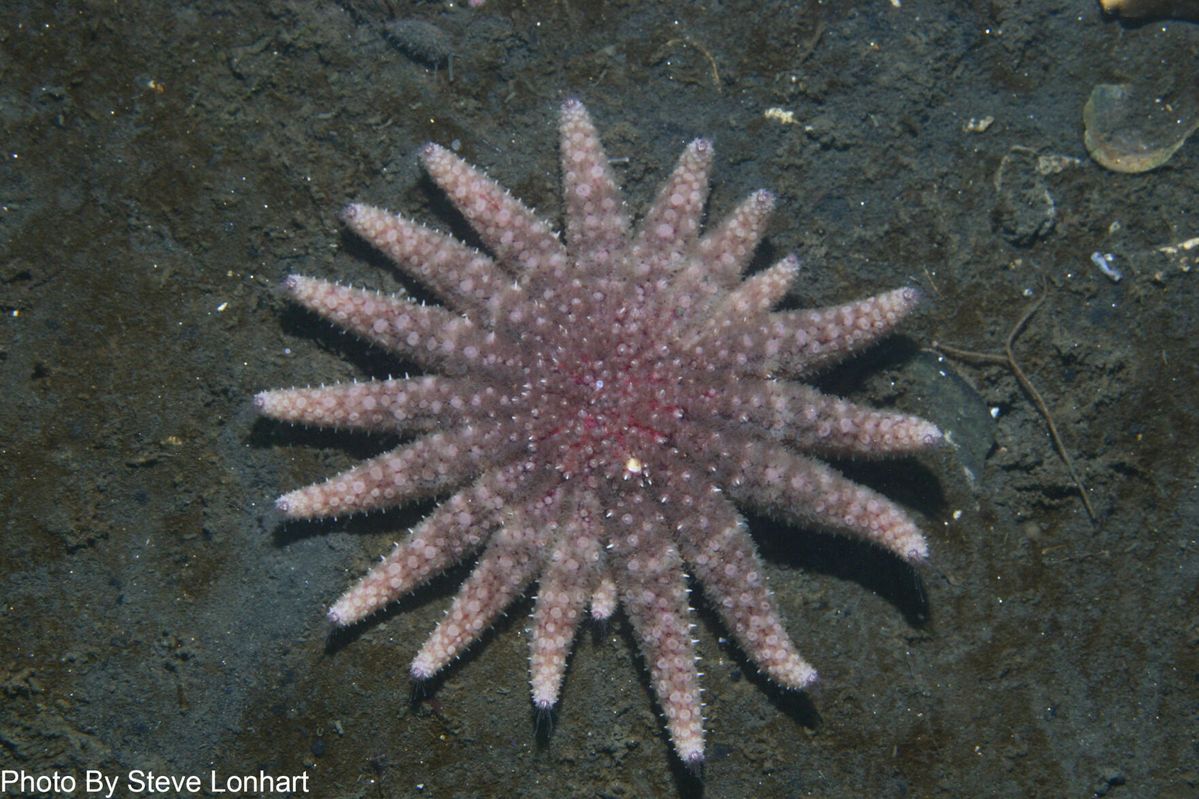 Sea star listed as critically endangered following research