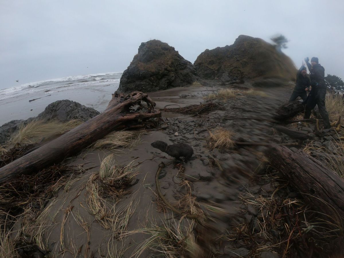 Life Saving Mission: Members of the Oregon Coast Aquarium assist
