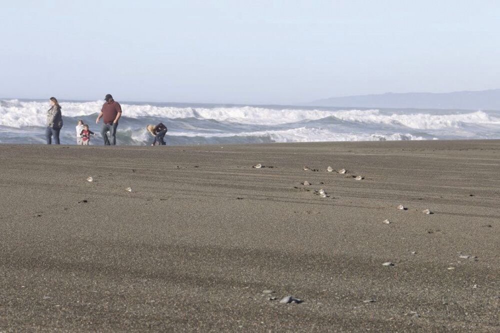 Volunteers needed at Tolowa Dunes