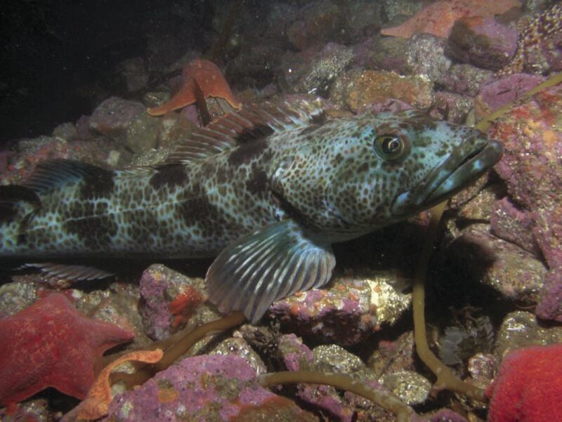 Crescent City votes to support fishery