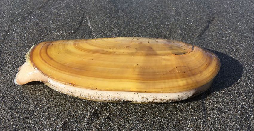 Razor Clam Fishery closes in Humboldt County due to public health hazard