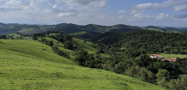 How tree planting works in the climate change fight