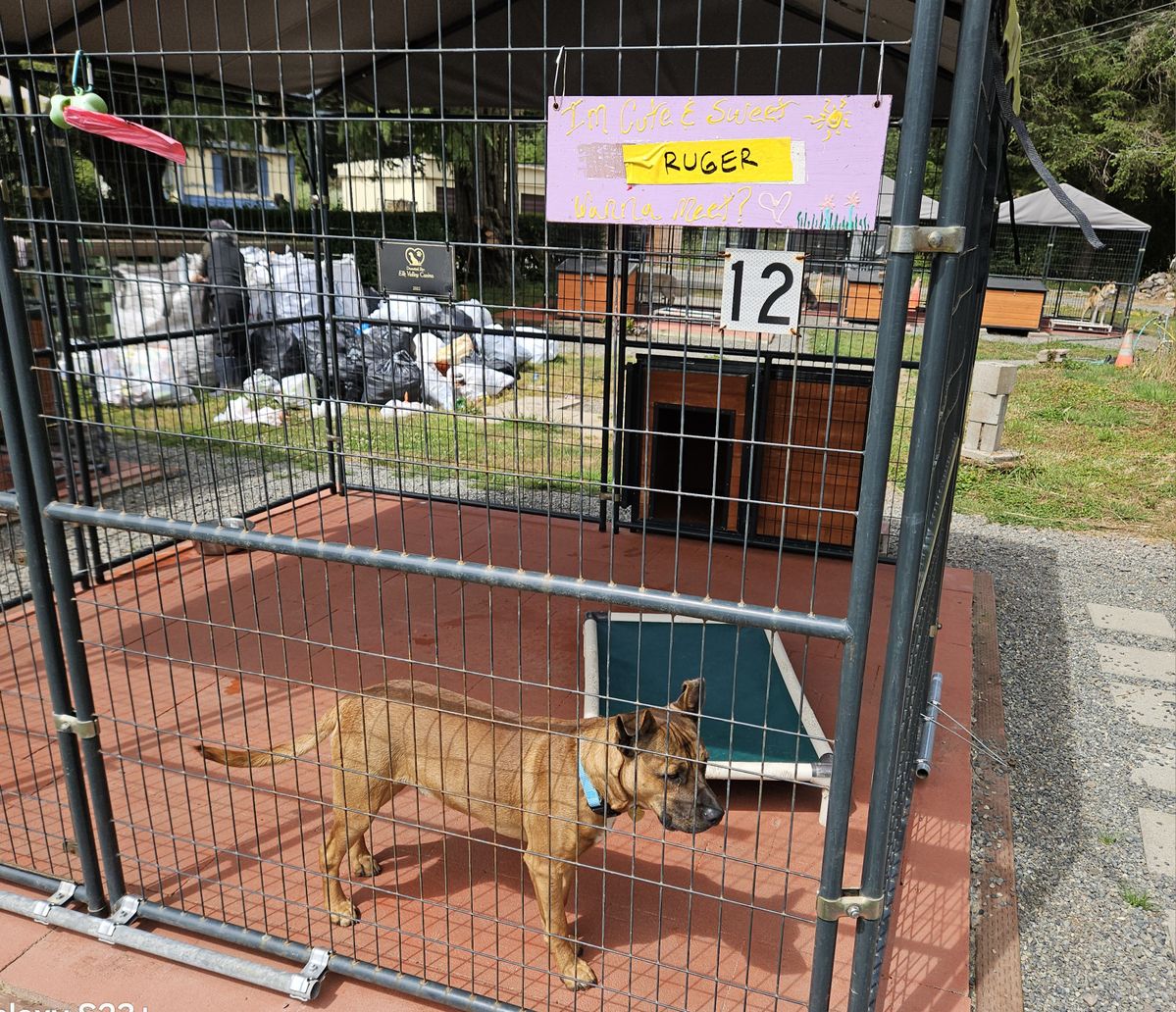 Dogs, Dogs and More Dogs