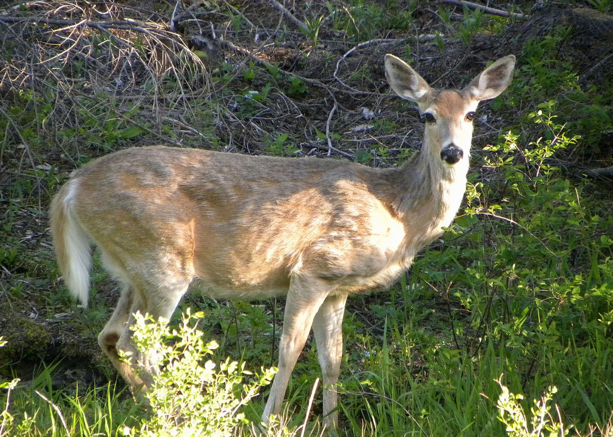 ODFW warns of wasting disease in deer and elk