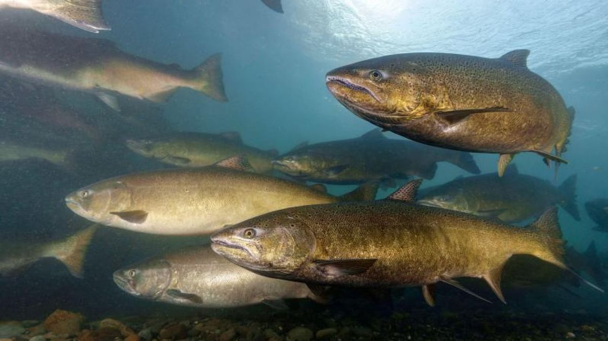 Del Norte Fishing Group Offers Helpful Hints on How to Abide by New Fishing Rules this Season