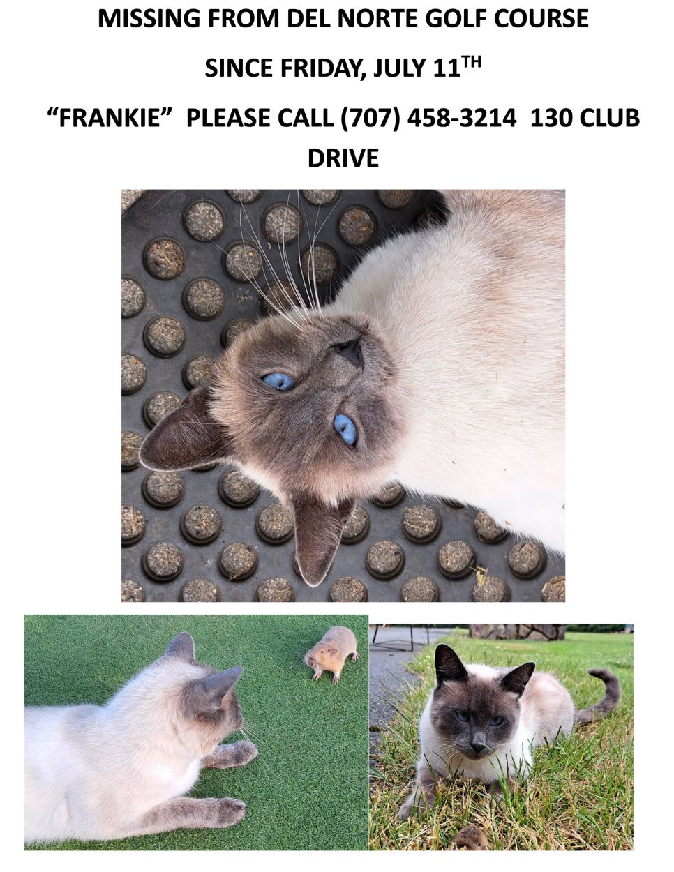 Help find Frankie