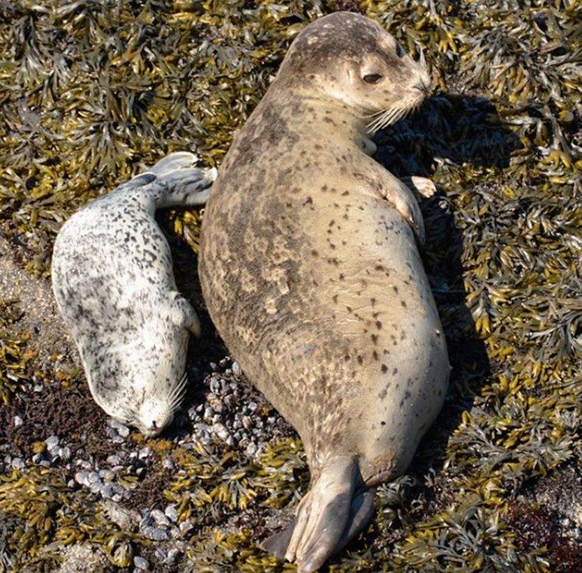 Beach goers asked to keep away from resting seals, sea lions