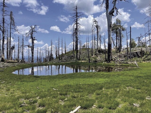Conserving Hidden Gems: Rare plants and high-elevation crustaceans get a helping hand
