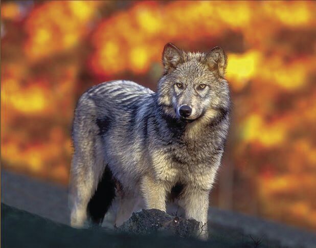 CDFW to evaluate wolf-livestock Compensation Pilot Program