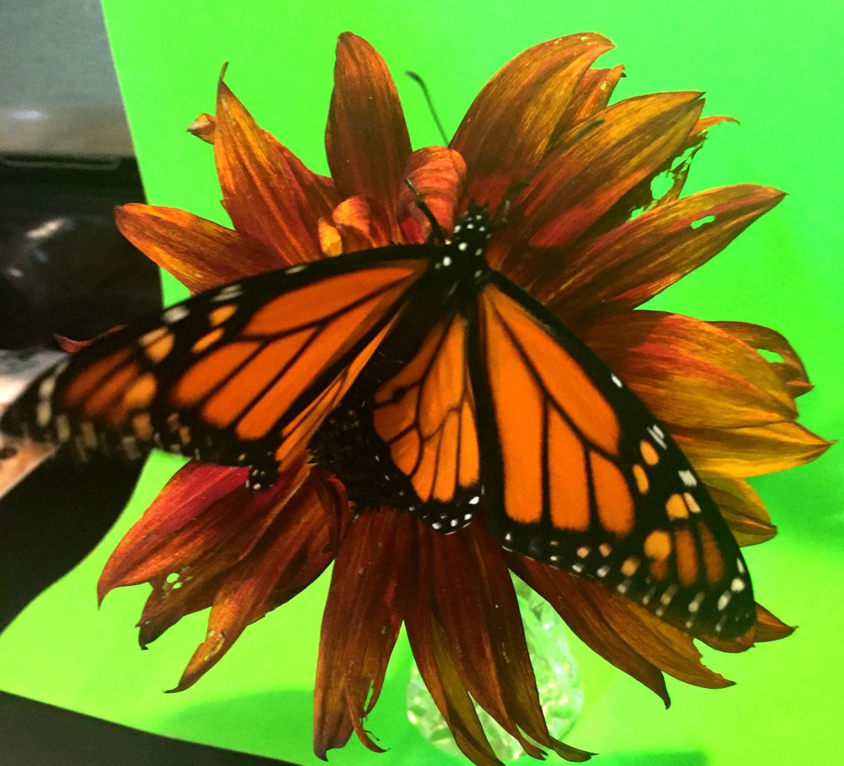 U.S. Fish and Wildlife Service finds Endangered Species Act listing for Monarch butterfly warranted but precluded