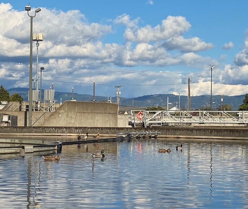Bird flu markers in wastewater may come from wild birds, study led by Oregon State shows