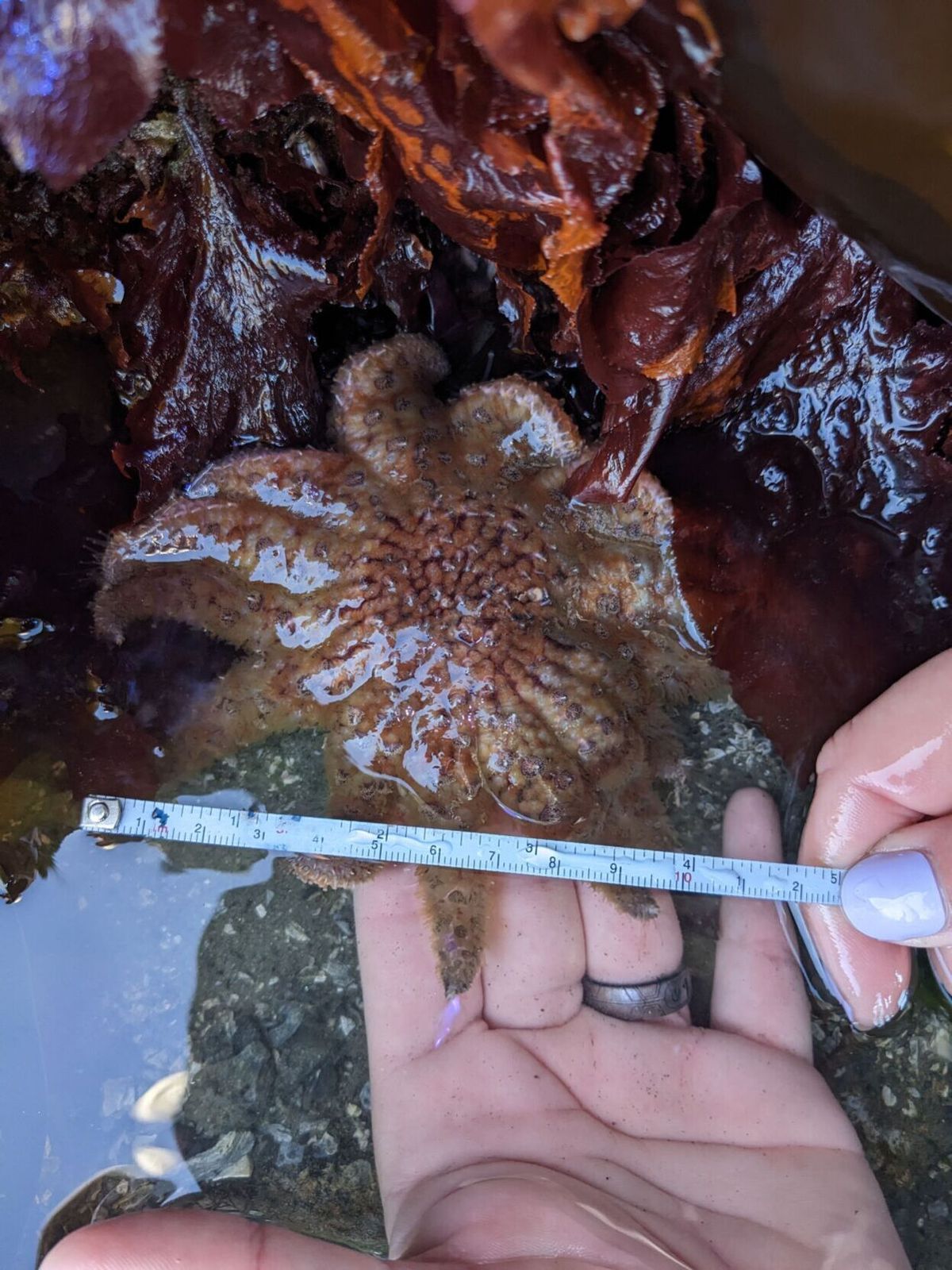Surprising Discovery: Glimmer of hope shines for endangered sea star
