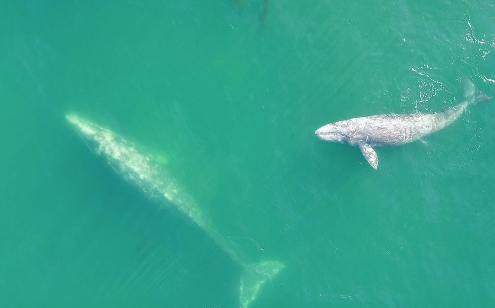 Community Event: Gray Whale habitat use and behavior off the Oregon Coast