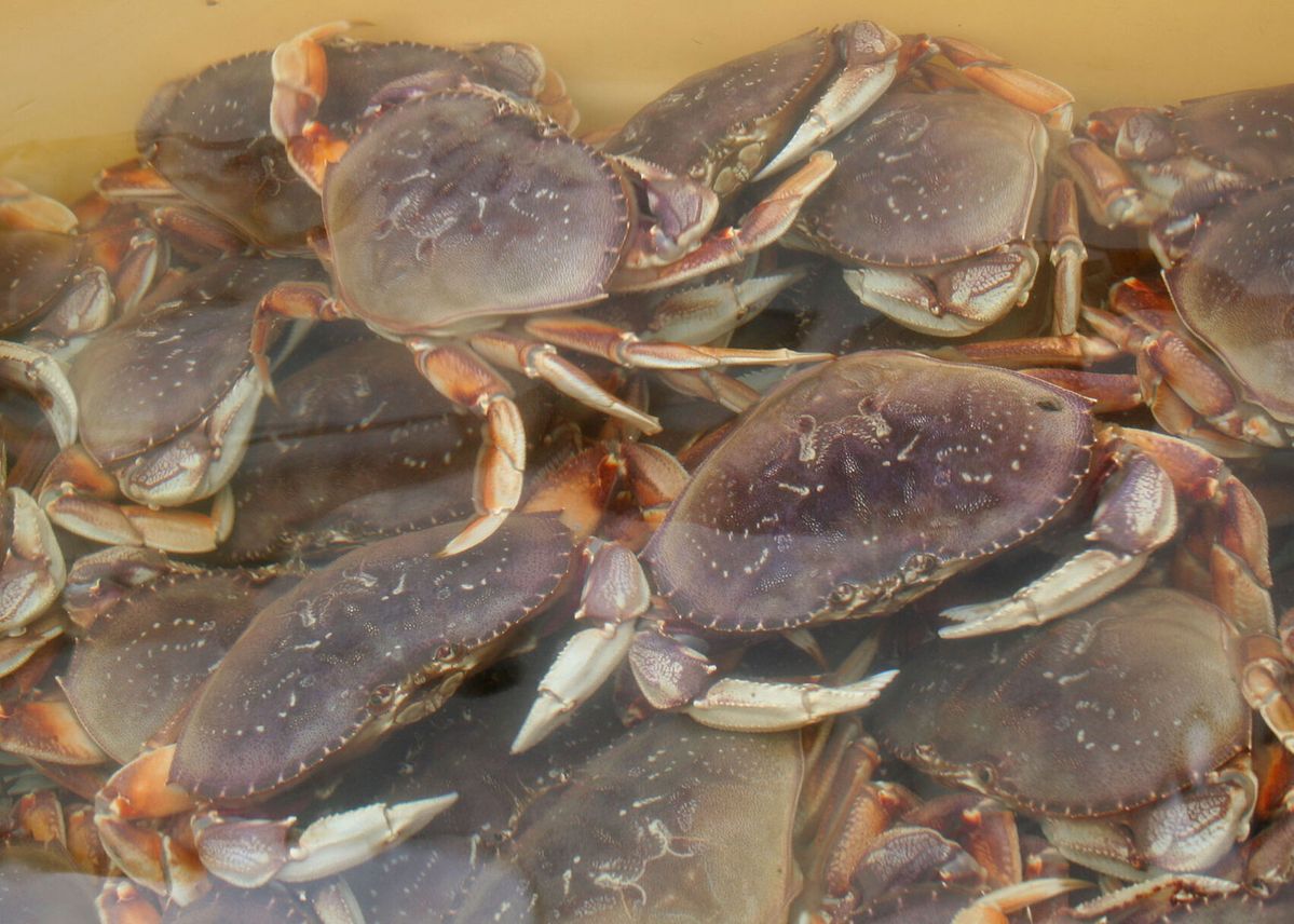 Recreational crabbing now open coastwide in Oregon