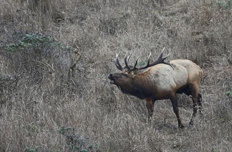 Poachers kill two elk, leave lead-tainted carcass within range of recently released condors