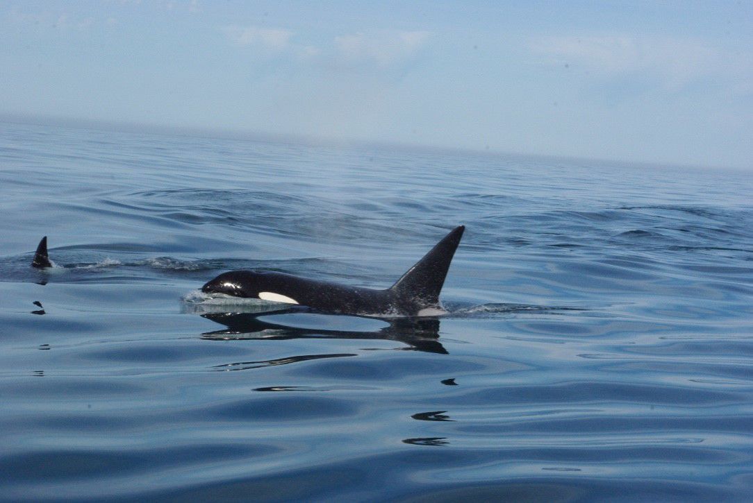 At Sea: New protections for orcas