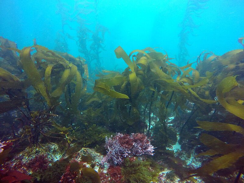Kelp restoration makes progress in Northern California