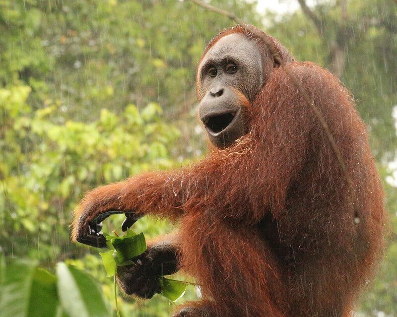 Carbon conservation efforts would be enhanced by highlighting threatened forest primates