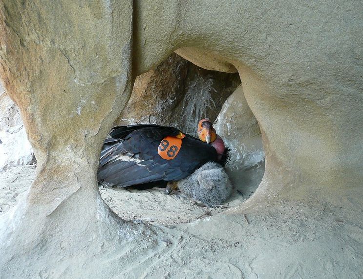 Bird Flu: Sampled California condors test positive
